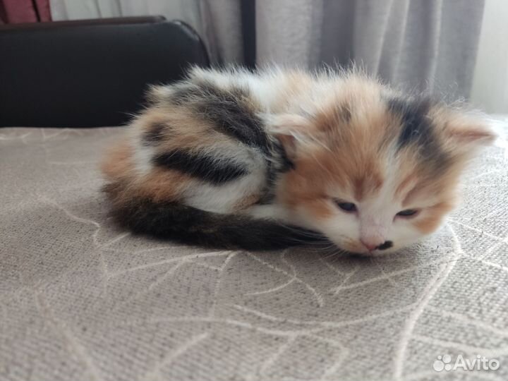 Котята