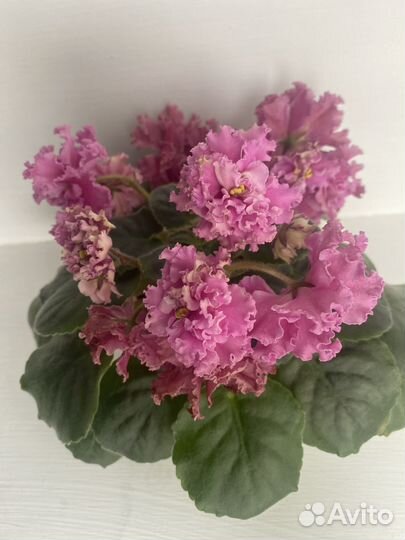 Сортовые фиалки