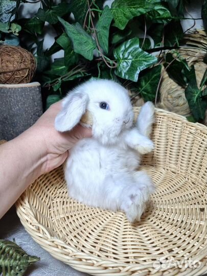 Декоративные вислоухие кролики Мини