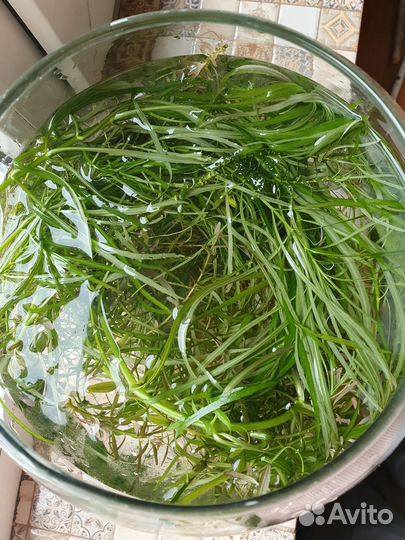 Растения для аквариума бесплатно