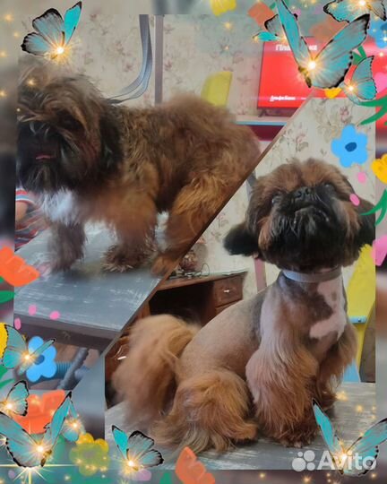 Стрижка и купание собак. Груминг. Спа-услуги