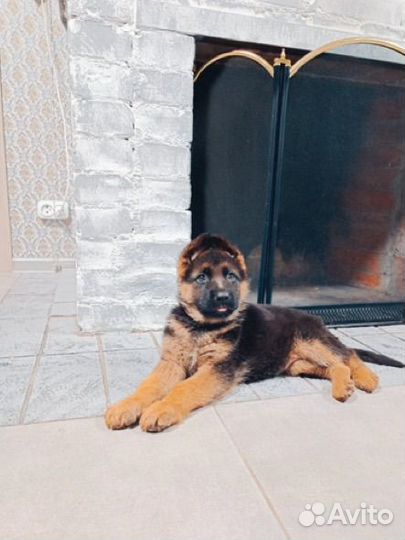 Щенок немецкой овчарки
