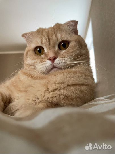 Шотландский вислоухий кот