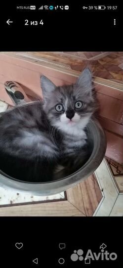 Кошки с большими ушами
