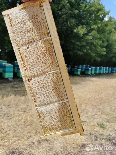 Свежий мёд 2023 (бесплатная доставка)