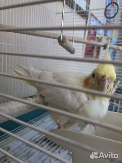 Попугай корелла