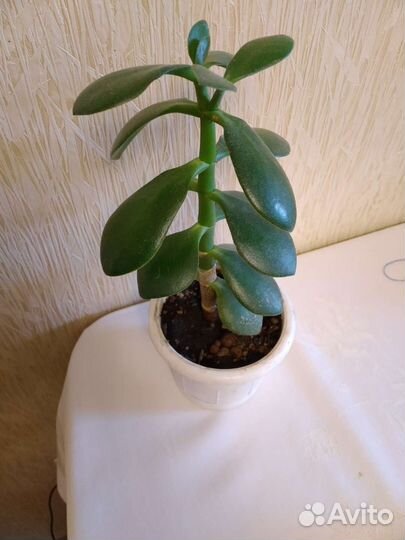 Декабрист, строманта, толстянка, орхидея лудизия