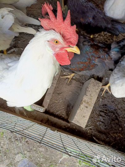 Молодые петухи