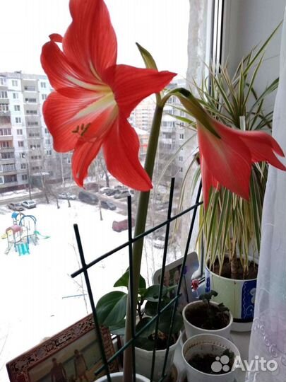 Гиппеаструм