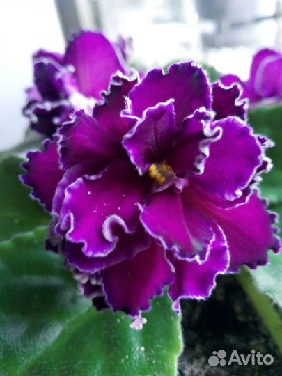 Детки сортовых фиалок -1