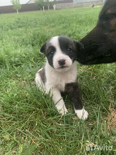 Собака в добрые руки маленькая порода
