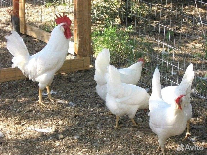 Куры несушки