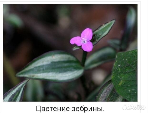 Традесканция зебрина букетный метод