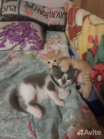 Котята в добрые руки