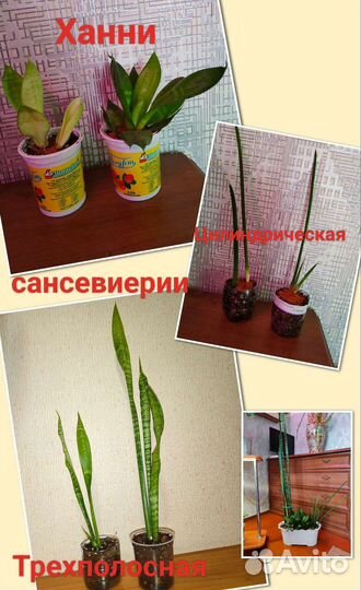 Комнатные растения