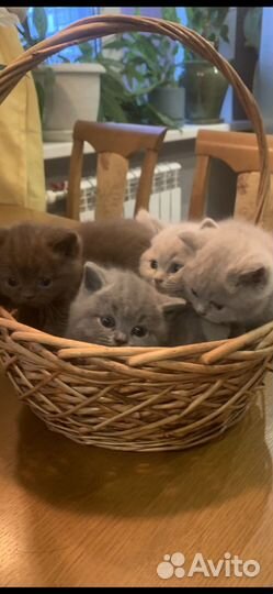 Британская кошка