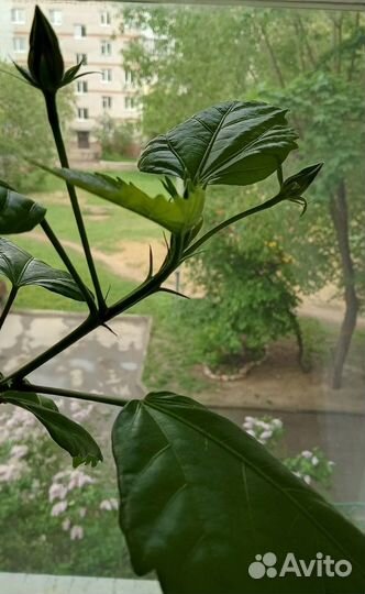 Китайская роза высотой 1 м с бутонами