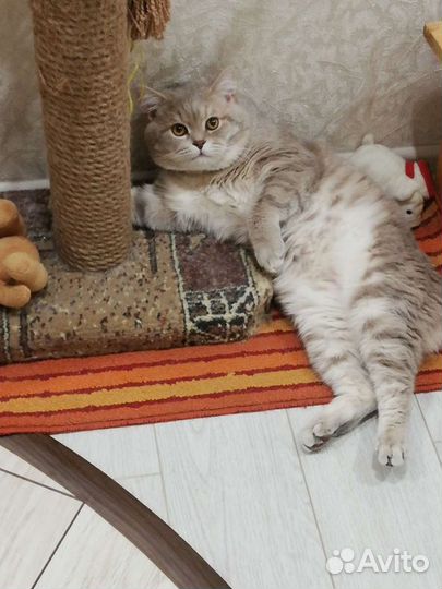 Шотландский кот вязка
