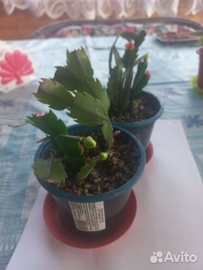 Декабрист, фикус каучконосный,крассула