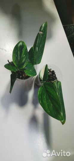 Эпипремнумы, сциндапсусы, Филодендроны и др