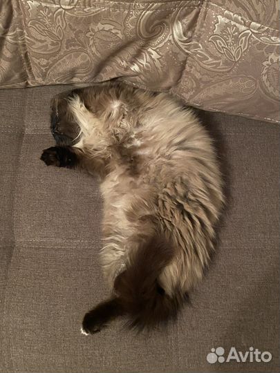 Отдам в добрые руки