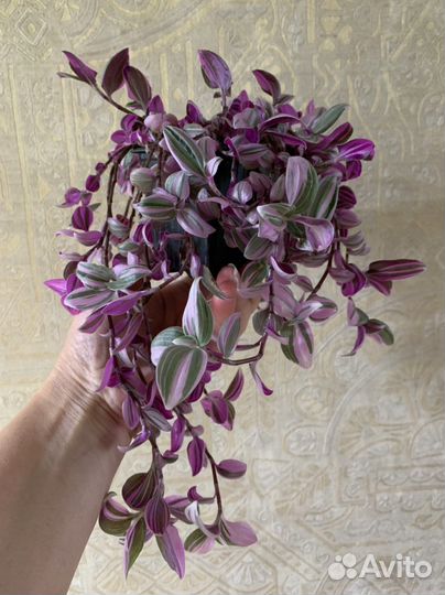 Традесканции