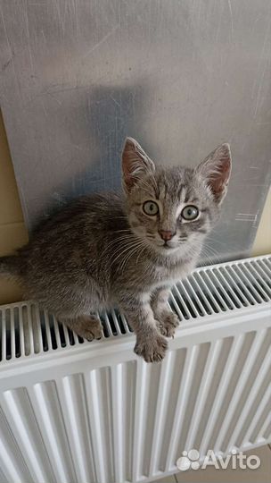 Кошка в дар