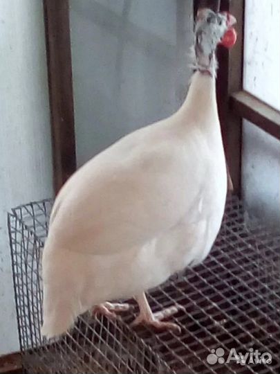 Цесарка Волжская белая