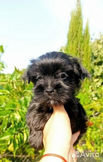 Йорки цветная группа