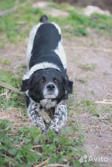 Филя в добрые руки