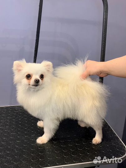 Модели на груминг