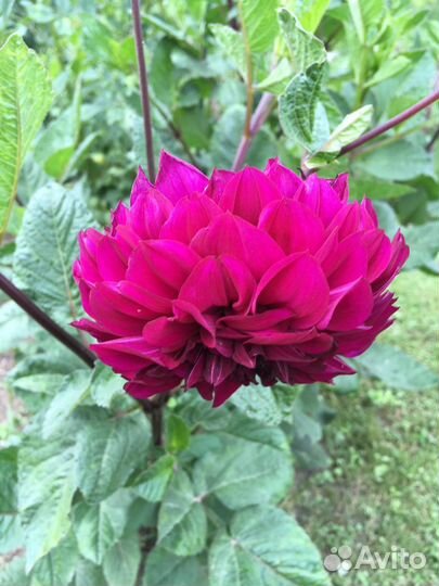 Клубни Георгинов красных, бордовых