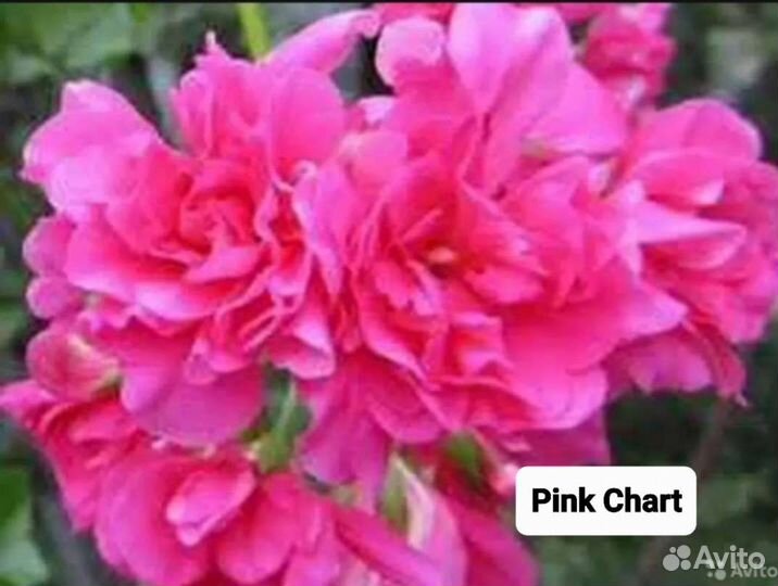 Пеларгония. Много сортов