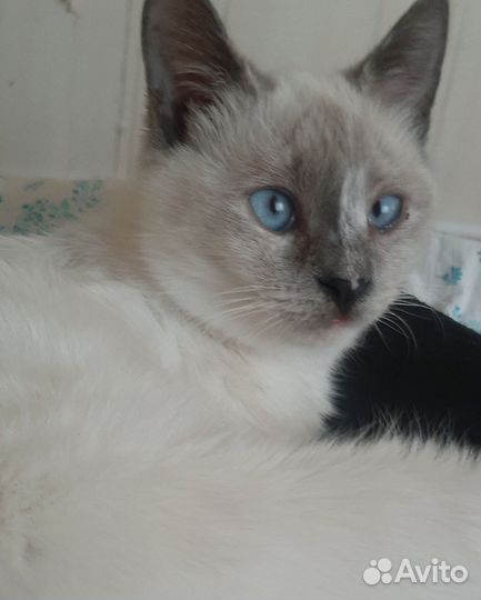 Кошка в дар