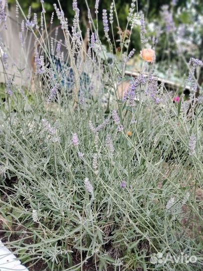 Лаванда, лавандин