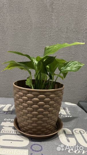 Спатифиллум