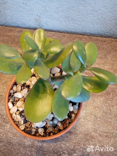 Крассула овата