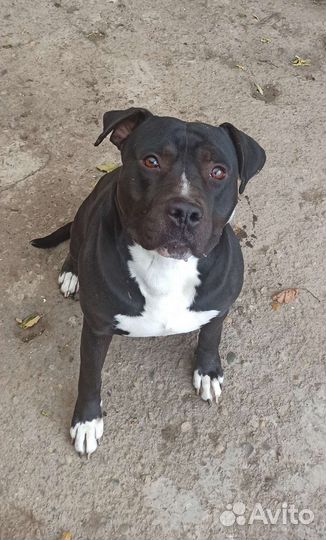 Стаффорд вязка