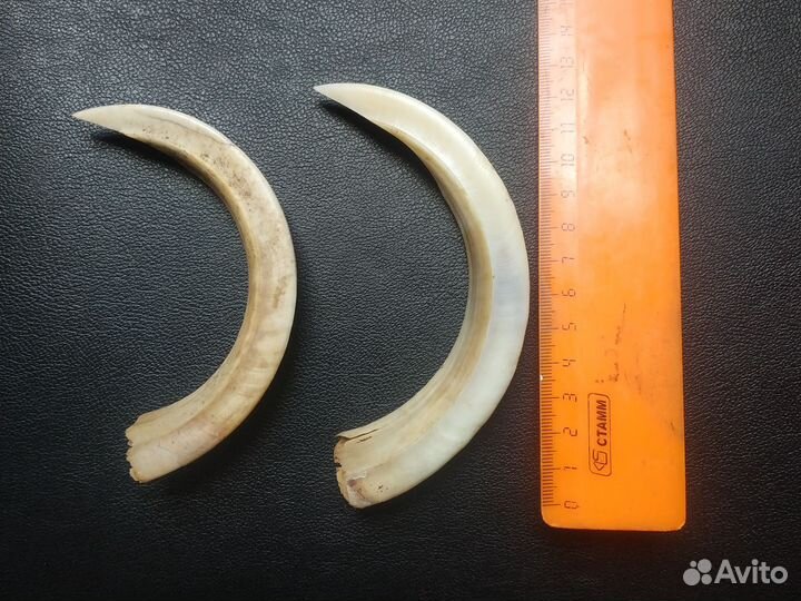 Клыки кабана