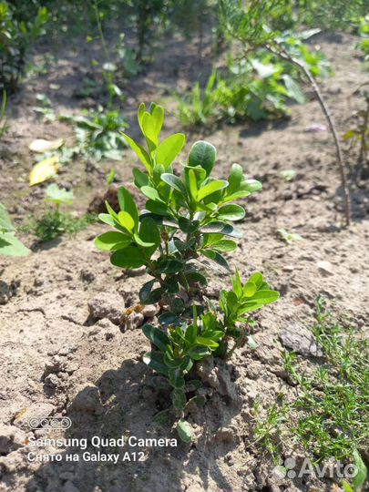 Саженцы самшита