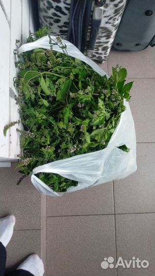 Мята свежая