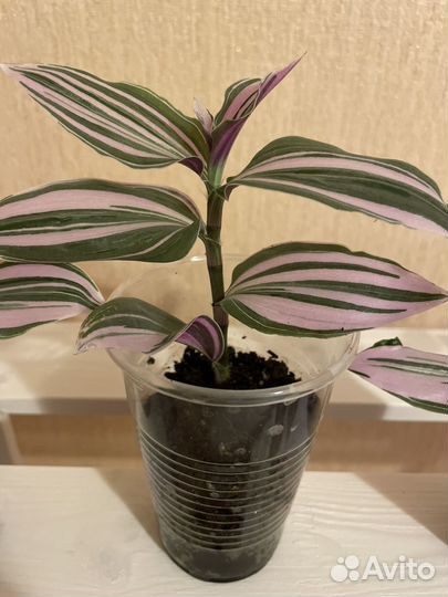 Традесканция нанук