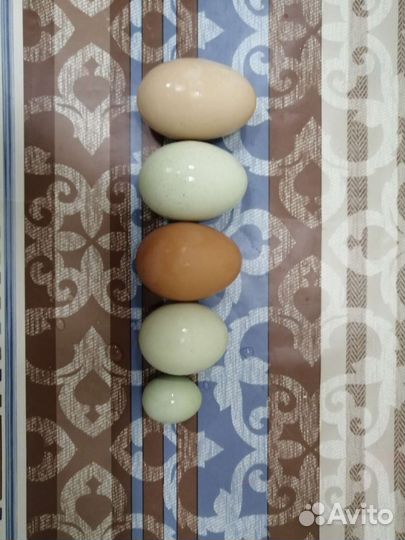 Инкубационное яйцо, ухейилюй, лакендази