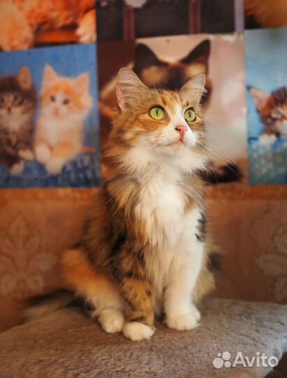 Кошка в дар бесплатно
