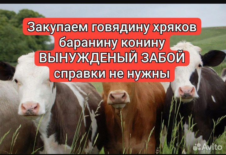 Закуп коров быков свиней баранов на мясо