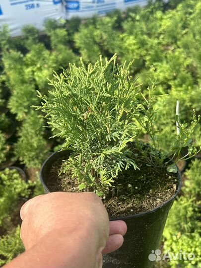 Туя западная Смарагд, Литл Джем