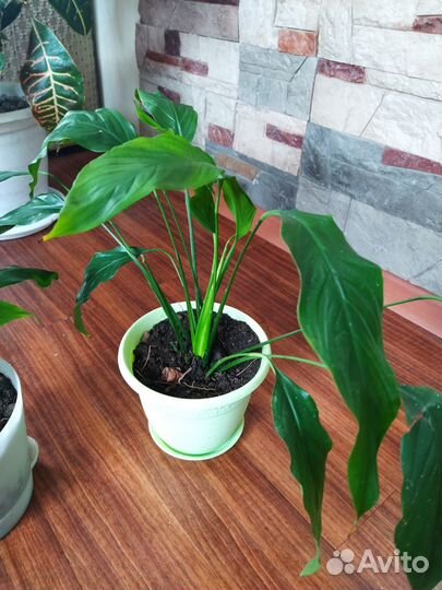 Замиокулькас