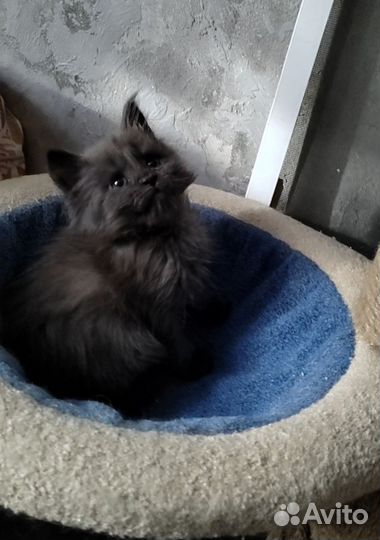 Котята мейн-кун