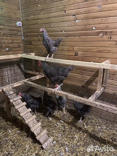 Петушки доминант D 959