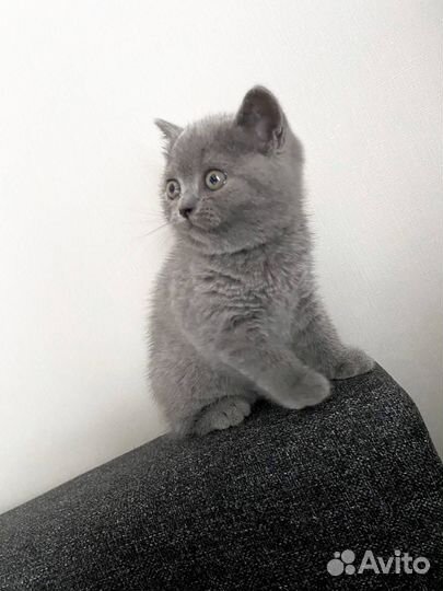 Серый британский котенок девочка